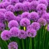 Millenium Allium (Ornamental Onion) - 6 Pack Of 1 Gallon Pots