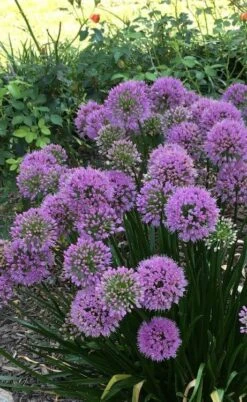 Millenium Allium (Ornamental Onion) - 1 Gallon Pot -Garden Plants shop allium millenium 2 1