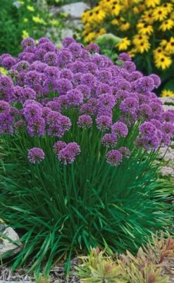 Millenium Allium (Ornamental Onion) - 1 Gallon Pot -Garden Plants shop allium millenium 3 1
