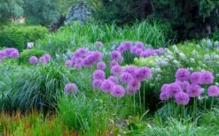 Millenium Allium (Ornamental Onion) - 6 Pack Of 1 Gallon Pots 4 Millenium Allium (Ornamental Onion) - 6 Pack Of 1 Gallon Pots -Garden Plants shop allium millenium 4