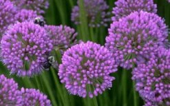 Millenium Allium (Ornamental Onion) - 1 Gallon Pot -Garden Plants shop allium millenium 5 1