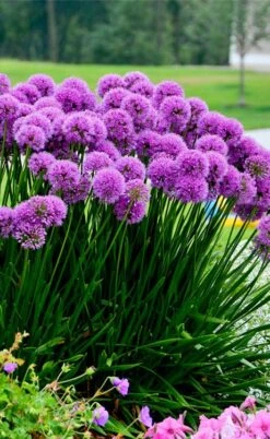 Millenium Allium (Ornamental Onion) - 1 Gallon Pot -Garden Plants shop allium millenium 6 1