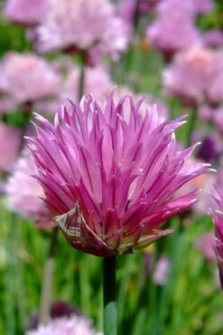 Chives Plant (Allium Schoenoprasum) - 5 Pack Of Quart Pots -Garden Plants shop allium schoenprasum chives 2