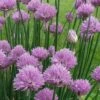 Chives Plant (Allium Schoenoprasum) - 5 Pack Of Quart Pots