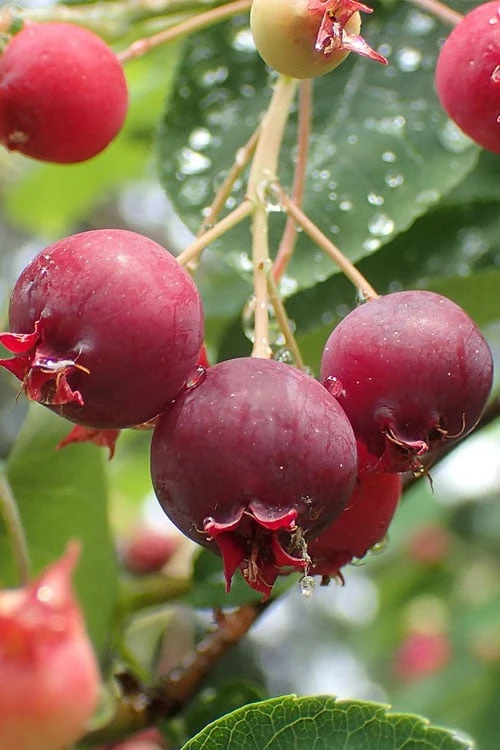 Shadblow Serviceberry Tree (Amelanchier canadensis) - 1 Gallon Pot Shadblow Serviceberry Tree (Amelanchier Canadensis) - 1 Gallon Pot -Garden Plants shop amelanchier arborea shadblow serviceberry berries 2
