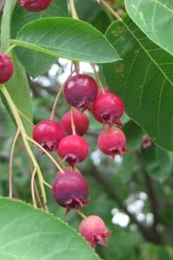 Shadblow Serviceberry Tree (Amelanchier Canadensis) - 1 Gallon Pot 6 Shadblow Serviceberry Tree (Amelanchier Canadensis) - 1 Gallon Pot -Garden Plants shop amelanchier arborea shadblow serviceberry berries 3