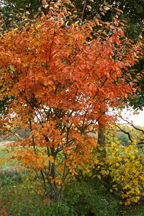 Shadblow Serviceberry Tree (Amelanchier canadensis) - 1 Gallon Pot Shadblow Serviceberry Tree (Amelanchier Canadensis) - 1 Gallon Pot -Garden Plants shop amelanchier arborea shadblow serviceberry fall foliage