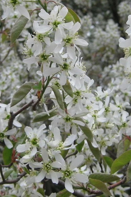 Shadblow Serviceberry Tree (Amelanchier canadensis) - 1 Gallon Pot Shadblow Serviceberry Tree (Amelanchier Canadensis) - 1 Gallon Pot -Garden Plants shop amelanchier arborea shadblow serviceberry flowers 4