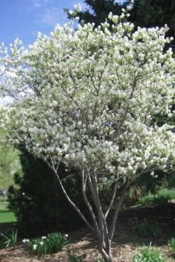 Shadblow Serviceberry Tree (Amelanchier Canadensis) - 1 Gallon Pot 3 Shadblow Serviceberry Tree (Amelanchier Canadensis) - 1 Gallon Pot -Garden Plants shop amelanchier arborea shadblow serviceberry tree 2