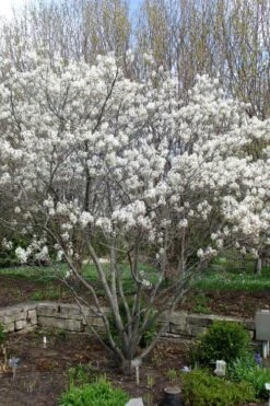 Shadblow Serviceberry Tree (Amelanchier Canadensis) - 1 Gallon Pot 8 Shadblow Serviceberry Tree (Amelanchier Canadensis) - 1 Gallon Pot -Garden Plants shop amelanchier arborea shadblow serviceberry tree 3