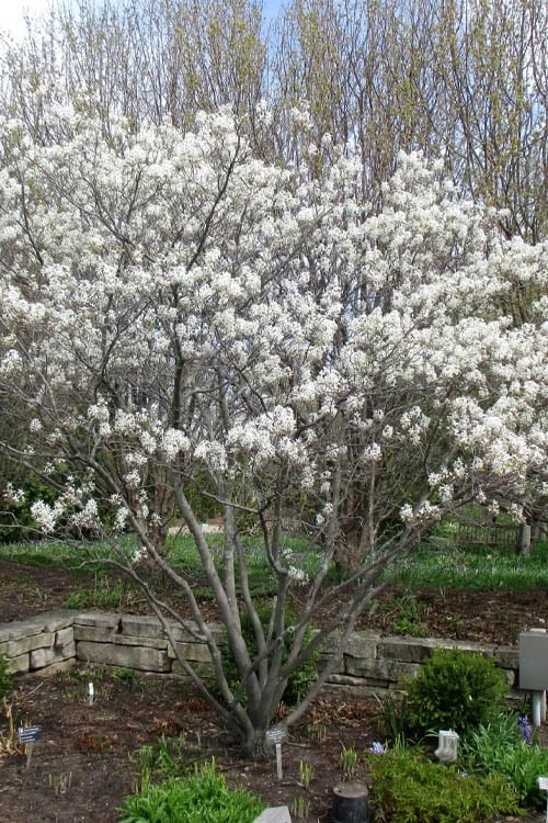 Shadblow Serviceberry Tree (Amelanchier canadensis) - 1 Gallon Pot Shadblow Serviceberry Tree (Amelanchier Canadensis) - 1 Gallon Pot -Garden Plants shop amelanchier arborea shadblow serviceberry tree 3