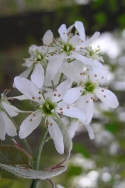 Autumn Brilliance Serviceberry Tree - 7 Gallon Pot (4-5') 4 Autumn Brilliance Serviceberry Tree - 7 Gallon Pot (4-5') -Garden Plants shop amelanchier grandiflora autumn brilliance serviceberry 1 2