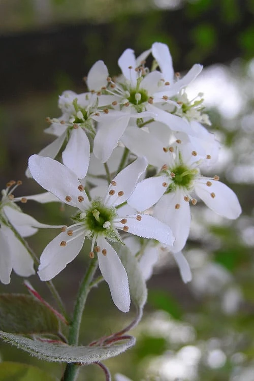 Autumn Brilliance Serviceberry Tree - 7 Gallon Pot (4-5') Autumn Brilliance Serviceberry Tree - 7 Gallon Pot (4-5') -Garden Plants shop amelanchier grandiflora autumn brilliance serviceberry 1 2