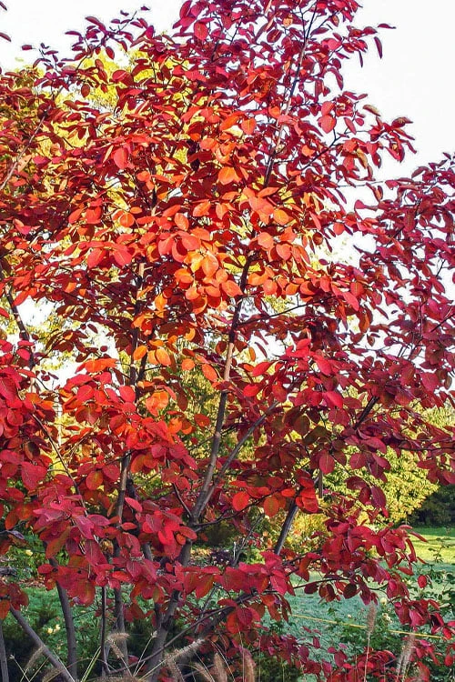 Autumn Brilliance Serviceberry Tree - 7 Gallon Pot (4-5') Autumn Brilliance Serviceberry Tree - 7 Gallon Pot (4-5') -Garden Plants shop amelanchier grandiflora autumn brilliance serviceberry 3 2