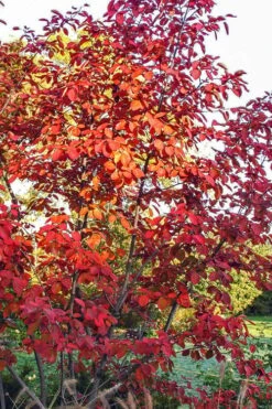 Autumn Brilliance Serviceberry Tree - 3 Gallon Pot -Garden Plants shop amelanchier grandiflora autumn brilliance serviceberry 3