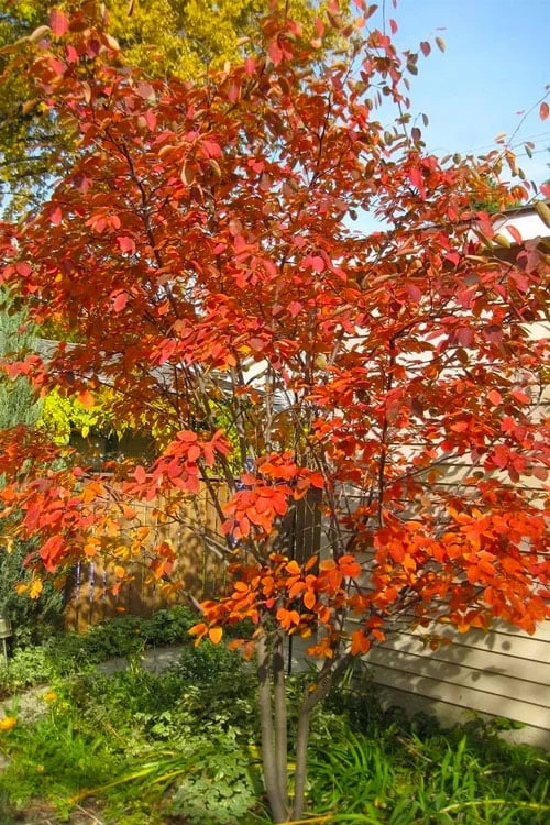 Autumn Brilliance Serviceberry Tree - 7 Gallon Pot (4-5') Autumn Brilliance Serviceberry Tree - 7 Gallon Pot (4-5') -Garden Plants shop amelanchier grandiflora autumn brilliance serviceberry 4 2