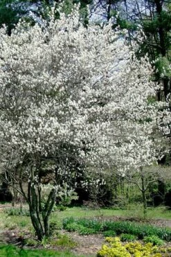 Autumn Brilliance Serviceberry Tree - 7 Gallon Pot (4-5') 7 Autumn Brilliance Serviceberry Tree - 7 Gallon Pot (4-5') -Garden Plants shop amelanchier grandiflora autumn brilliance serviceberry 5 2