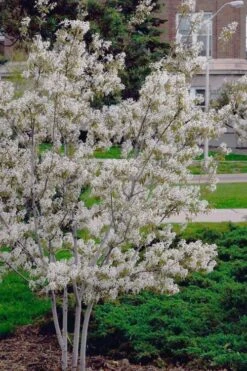 Autumn Brilliance Serviceberry Tree - 7 Gallon Pot (5-6') -Garden Plants shop amelanchier grandiflora autumn brilliance serviceberry 6 1