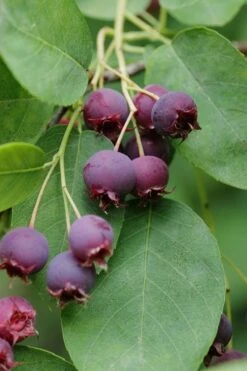 Autumn Brilliance Serviceberry Tree - 3 Gallon Pot -Garden Plants shop amelanchier grandiflora autumn brilliance serviceberry 8