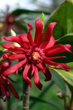 Florida Anise - Illicium Floridanum - 1 Gallon Pot