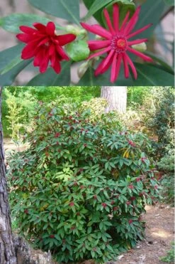 Florida Anise - Illicium Floridanum - 1 Gallon Pot -Garden Plants shop anise florida illicium floridanum 500x750 1
