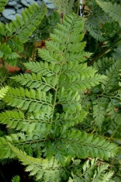 Shiny Bristle Fern - 6 Pack Of 1 Gallon Pots -Garden Plants shop arachnoides davalliaeformis shiny bristle fern 2
