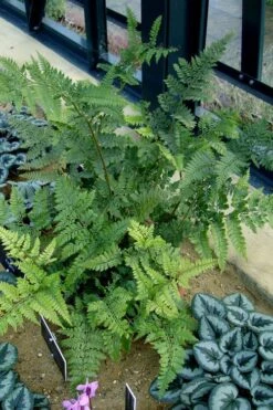 Shiny Bristle Fern - 6 Pack Of 1 Gallon Pots -Garden Plants shop arachnoides davalliaeformis shiny bristle fern 4