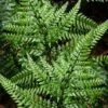 Shiny Bristle Fern - 6 Pack Of 1 Gallon Pots