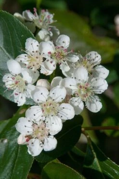 Red Chokeberry (Aronia Arbutifolia) - 1 Gallon Pot -Garden Plants shop aronia arbutifolia red chokeberry 1