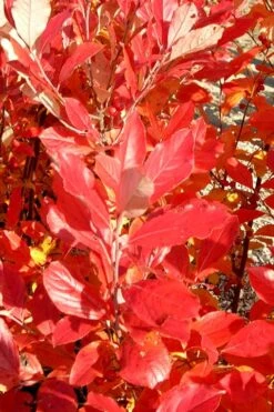 Red Chokeberry (Aronia Arbutifolia) - 1 Gallon Pot -Garden Plants shop aronia arbutifolia red chokeberry 3