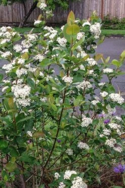 Red Chokeberry (Aronia Arbutifolia) - 1 Gallon Pot -Garden Plants shop aronia arbutifolia red chokeberry 4