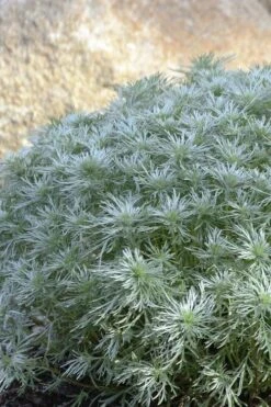Silver Mound Artemisia - 5 Pack Of Quart Pots -Garden Plants shop artemisia schmidtiana silver mound 4