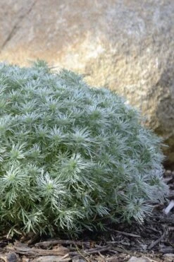 Silver Mound Artemisia - 1 Gallon Pot -Garden Plants shop artemisia schmidtiana silver mound 5 1