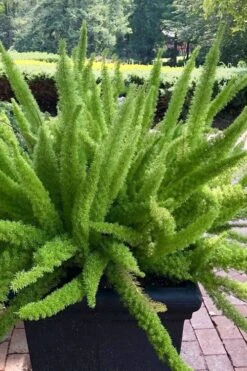 Foxtail Fern (Asparagus Densiflorus) - 3 Gallon Pot 6 Foxtail Fern (Asparagus Densiflorus) - 3 Gallon Pot -Garden Plants shop asparagus aethiopicus foxtail fern 1 1