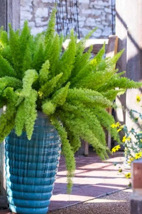 Foxtail Fern (Asparagus densiflorus) - 3 Gallon Pot Foxtail Fern (Asparagus Densiflorus) - 3 Gallon Pot -Garden Plants shop asparagus aethiopicus foxtail fern 4 1