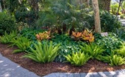 Foxtail Fern (Asparagus Densiflorus) - 1 Gallon Pot -Garden Plants shop asparagus aethiopicus foxtail fern 5