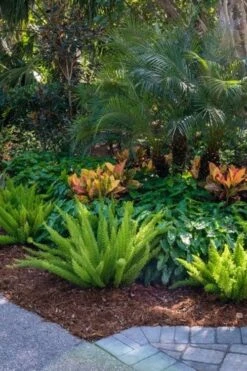 Foxtail Fern (Asparagus Densiflorus) - 1 Gallon Pot -Garden Plants shop asparagus aethiopicus foxtail fern 6