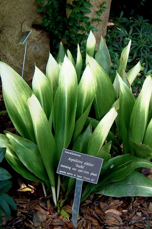 Morning Sun Cast Iron Plant (Aspidistra elatior 'Asahi') - 3 Gallon Pot Morning Sun Cast Iron Plant (Aspidistra Elatior 'Asahi') - 3 Gallon Pot -Garden Plants shop aspidistra elatior asahi rising sun cast iron plant 1