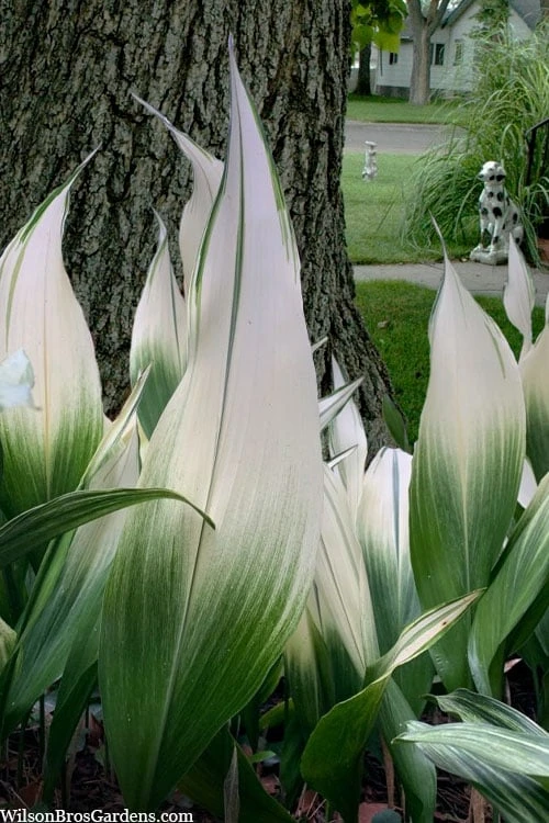 Snowcap Cast Iron Plant (Aspidistra elatior 'Snowcap') - 3 Gallon Pot Snowcap Cast Iron Plant (Aspidistra Elatior 'Snowcap') - 3 Gallon Pot -Garden Plants shop aspidistra elatior snow cap cast iron plant 1