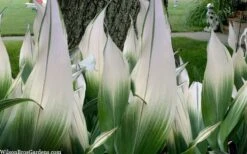 Snowcap Cast Iron Plant (Aspidistra Elatior 'Snowcap') - 3 Gallon Pot 3 Snowcap Cast Iron Plant (Aspidistra Elatior 'Snowcap') - 3 Gallon Pot -Garden Plants shop aspidistra elatior snow cap cast iron plant 2