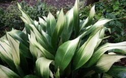 Snowcap Cast Iron Plant (Aspidistra Elatior 'Snowcap') - 3 Gallon Pot 4 Snowcap Cast Iron Plant (Aspidistra Elatior 'Snowcap') - 3 Gallon Pot -Garden Plants shop aspidistra elatior snow cap cast iron plant 3