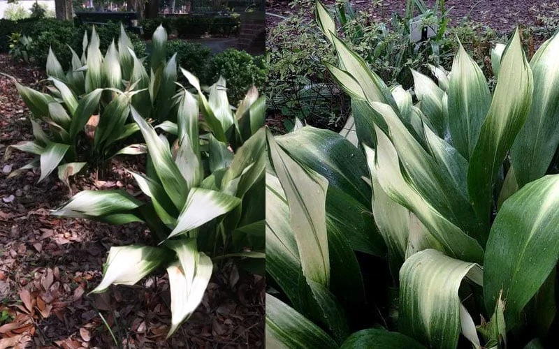 Snowcap Cast Iron Plant (Aspidistra elatior 'Snowcap') - 3 Gallon Pot Snowcap Cast Iron Plant (Aspidistra Elatior 'Snowcap') - 3 Gallon Pot -Garden Plants shop aspidistra elatior snow cap cast iron plant 4