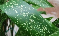 Spek-tacular Cast Iron Plant - 3 Gallon Pot -Garden Plants shop aspidistra spek tacular cast iron plant 101