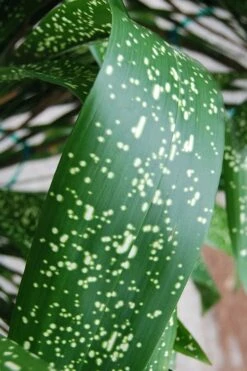 Spek-tacular Cast Iron Plant - 3 Gallon Pot -Garden Plants shop aspidistra spek tacular cast iron plant 103