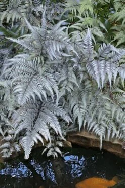 Japanese Painted Fern - 5 Pack Of Quart Pots -Garden Plants shop athyrium niponicum pictum japanese painted fern 101