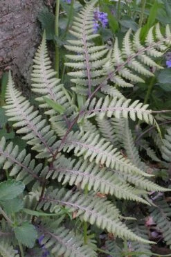 Japanese Painted Fern - 5 Pack Of Quart Pots -Garden Plants shop athyrium niponicum pictum japanese painted fern 103