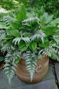Japanese Painted Fern - 10 Count Flat Of Quart Pots 3 Japanese Painted Fern - 10 Count Flat Of Quart Pots -Garden Plants shop athyrium niponicum pictum japanese painted fern 104 1