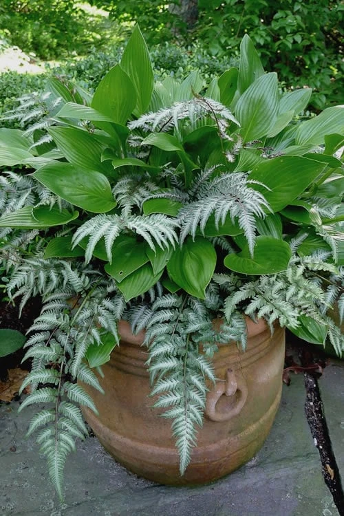 Japanese Painted Fern - 10 Count Flat of Quart Pots Japanese Painted Fern - 10 Count Flat Of Quart Pots -Garden Plants shop athyrium niponicum pictum japanese painted fern 104 1