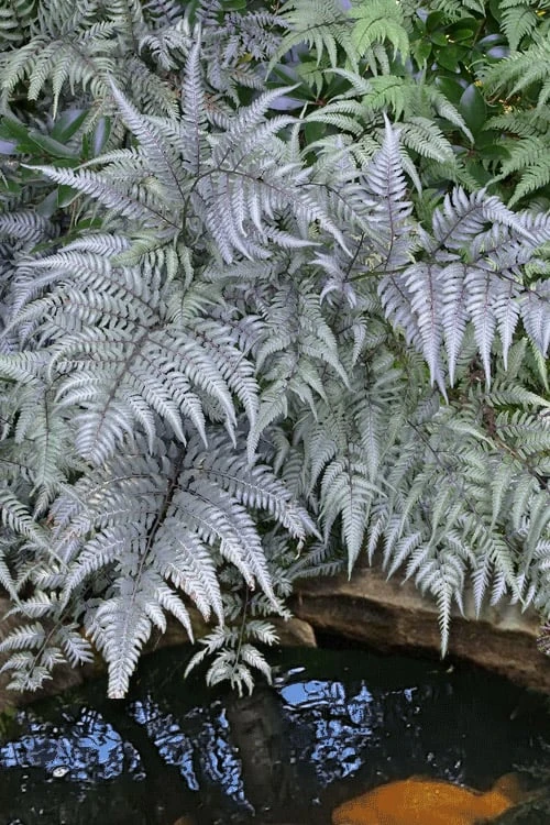 Japanese Painted Fern - 10 Count Flat of Quart Pots Japanese Painted Fern - 10 Count Flat Of Quart Pots -Garden Plants shop athyrium niponicum pictum japanese painted fern 105 1
