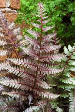 Regal Red Japanese Painted Fern - 6 Pack Of 1 Gallon Pots -Garden Plants shop athyrium pictum regal red japanese painted fern 11 1